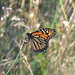 Monarch butterfly - Danaus plexippus