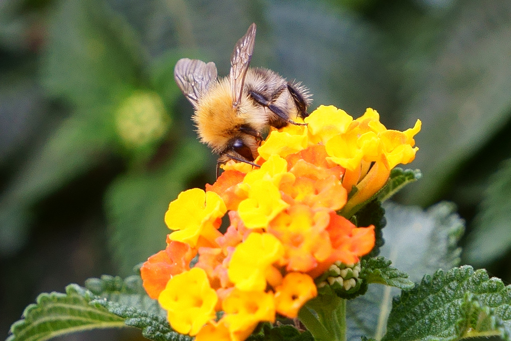 Hummel auf Wandelröschen