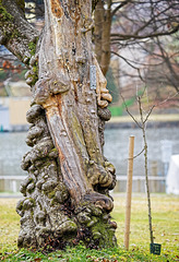 Der Baumstamm gefiel mir sehr gut mit seiner Wachsart :))  I liked the tree trunk very much with its wax type :))  J'ai beaucoup aimé le tronc d'arbre avec son type de cire :))