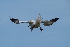 Gannet