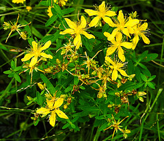 20230710 1680CPw [D~LIP] Tüpfel-Hartheu (Hypericum perforratum) [Echtes Johanniskraut], Bad Salzuflen