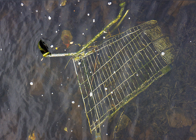 Supermarket Trolley in the River Leven