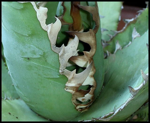 Agave titanota  (2)