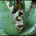 Agave titanota  (2)