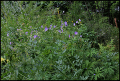 Geranium pratense -géranium des prés