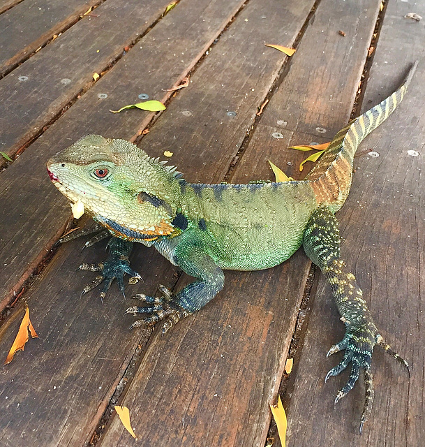 My lunch companion