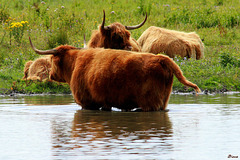 Highland Cattle Le Crotoy