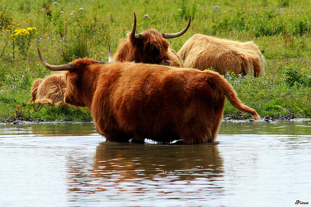 Highland Cattle Le Crotoy