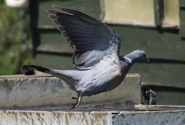 IMG 9302Pigeon