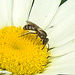 20200609 8294CPw [D~LIP] Insekt, Bad Salzuflen