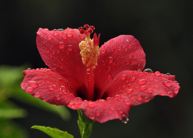 hibiscus DSC 2022.-a