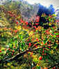 Spiderweb on hawthorn in the early morning