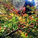 Spiderweb on hawthorn in the early morning