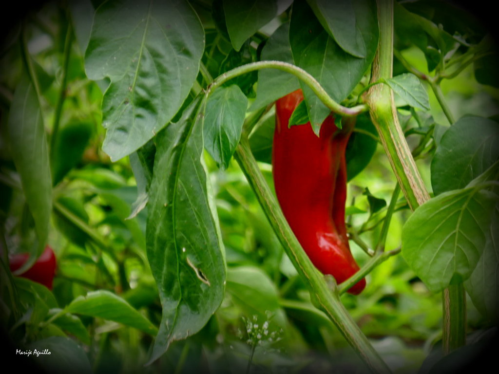 Pimiento en rama