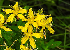 20230710 1681CPw [D~LIP] Tüpfel-Hartheu (Hypericum perforratum) [Echtes Johanniskraut], Hainschwebfliege, Bad Salzuflen