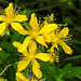 20230710 1681CPw [D~LIP] Tüpfel-Hartheu (Hypericum perforratum) [Echtes Johanniskraut], Hainschwebfliege, Bad Salzuflen