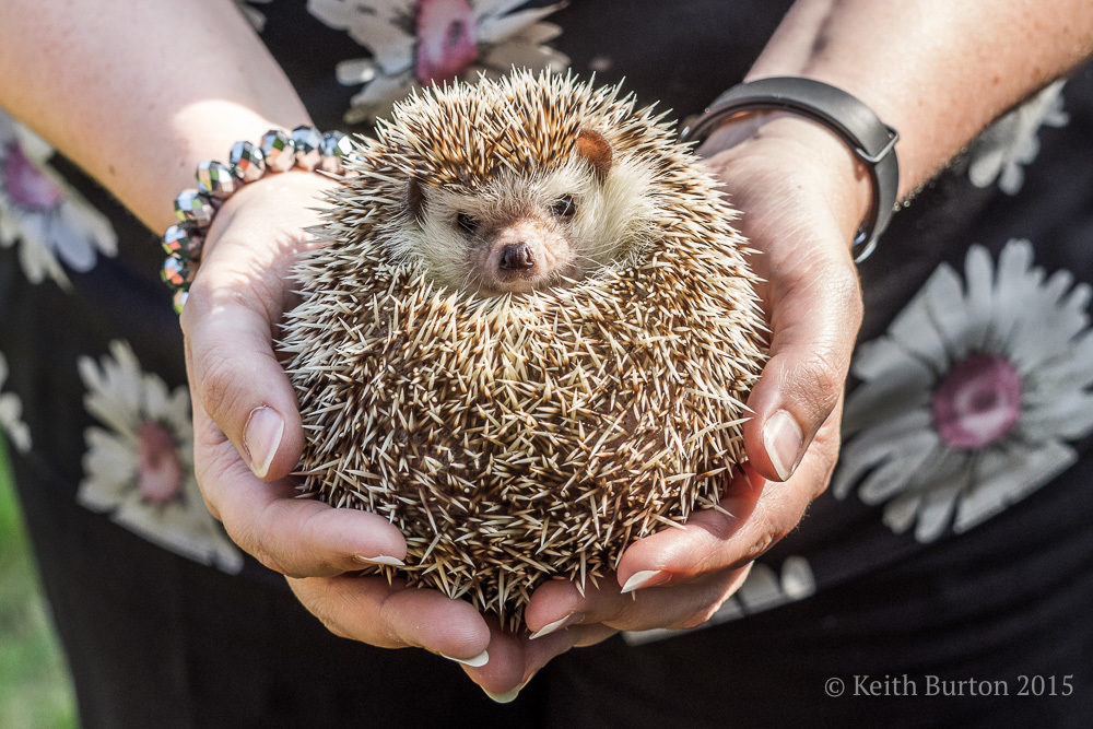 Meet Willow..............