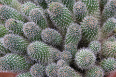 cacti cluster
