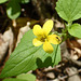 Yellow Violet with Mosquito