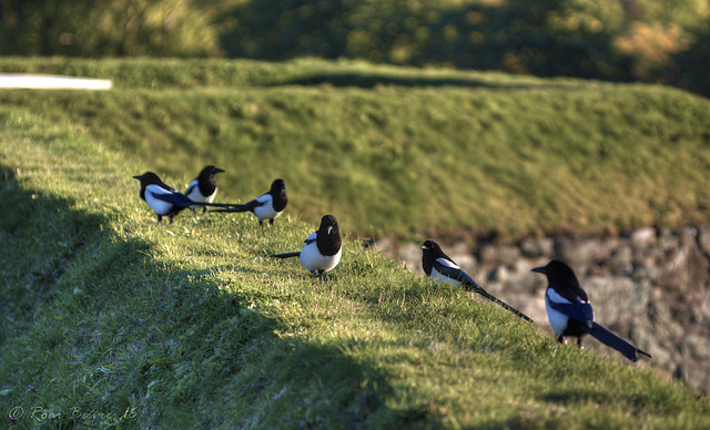 Magpie lunch meeting.