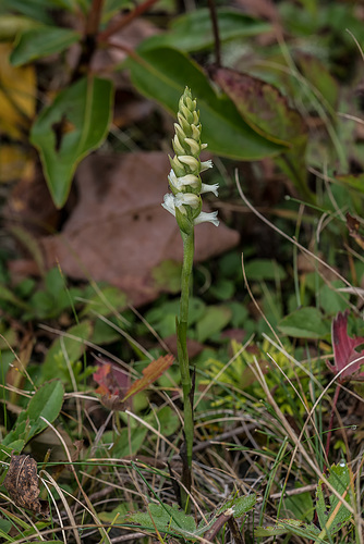 Spiranthes ochroleuca (Yellow Ladies'-tresses orchid)