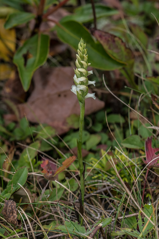 Spiranthes ochroleuca (Yellow Ladies'-tresses orchid)