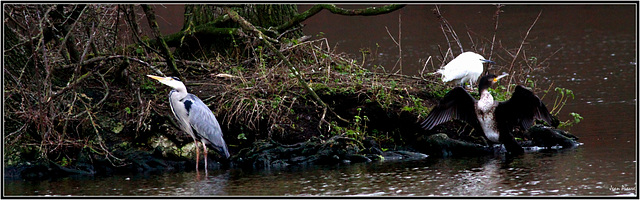 Héron - Aigrette - Cormoran