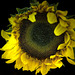 sunflower-black