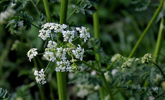 Anthriscus sylvestris  (3)