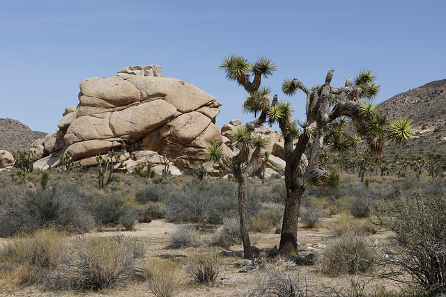 Joshua Trees