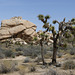 Joshua Trees