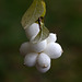 Snowberries