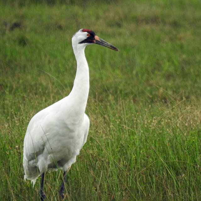 Day 2, Whooping Crane / Grus americana.  Conservation status: Endangered (Population increasing)