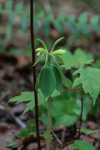 Isotria medeoloides (Small Whorled Pogonia orchid)