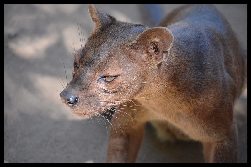 In the wild .....fossa