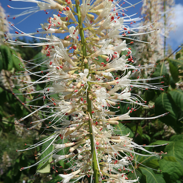 Bottlebrush buckeye