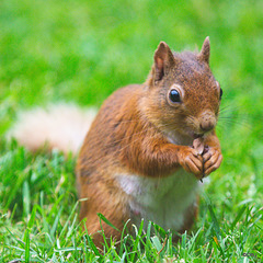 Blondie lunching on the lawn