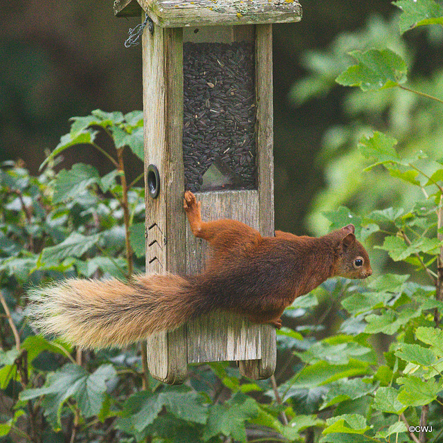 One of Blondie's offspring trying to figure out how to get into this feeder