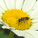 20200609 8295CPw [D~LIP] Insekt, Bad Salzuflen
