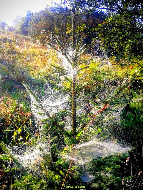 Cotton or cobwebs