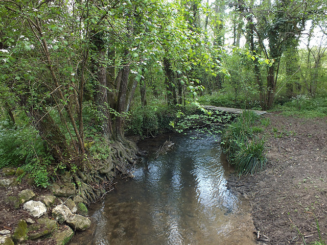 Ruisseau dans la forêt