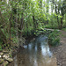 Ruisseau dans la forêt