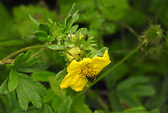 20230710 1682CPw [D~LIP] Fingerstrauch (Dasiphora fruticosa), Schmalbiene (Lasioglossum agg), Käfer, Bad Salzuflen