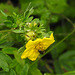 20230710 1682CPw [D~LIP] Fingerstrauch (Dasiphora fruticosa), Schmalbiene (Lasioglossum agg), Käfer, Bad Salzuflen