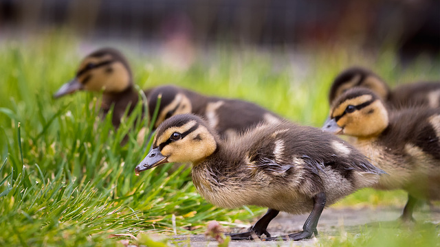 More Ducklings