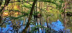 Mecklenburger Everglades