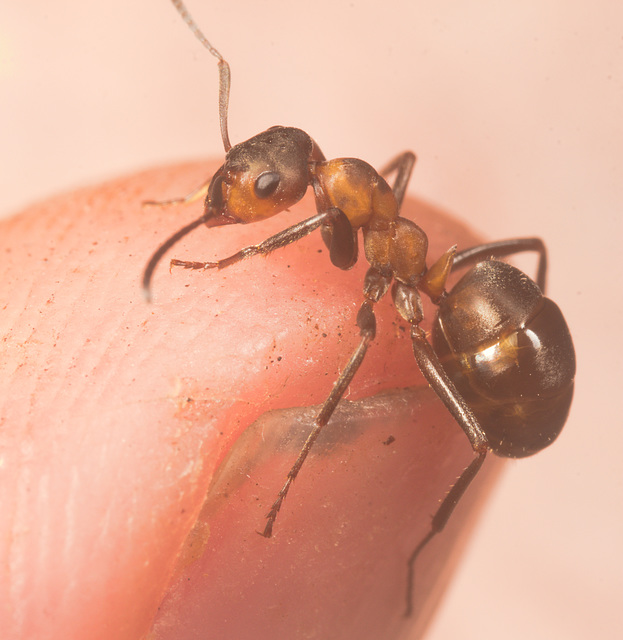 IMG 2289 Wood Ant-1