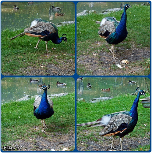 ZOO de BEAUVAL