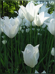 witte tulp