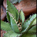 Agave titanota  (3)